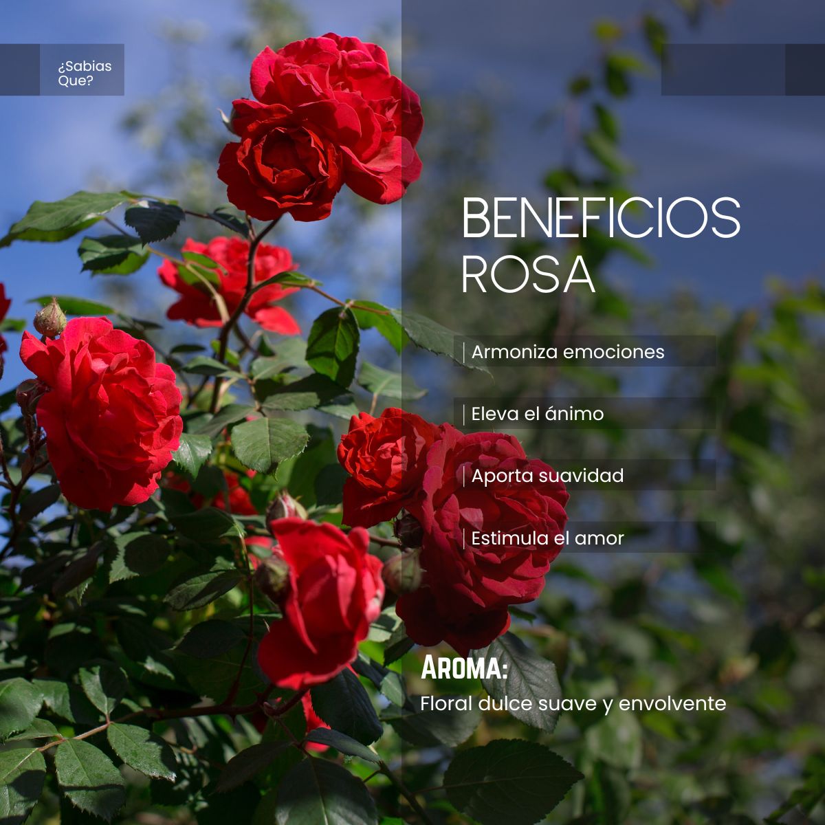 Aceite Aromático de Rosa