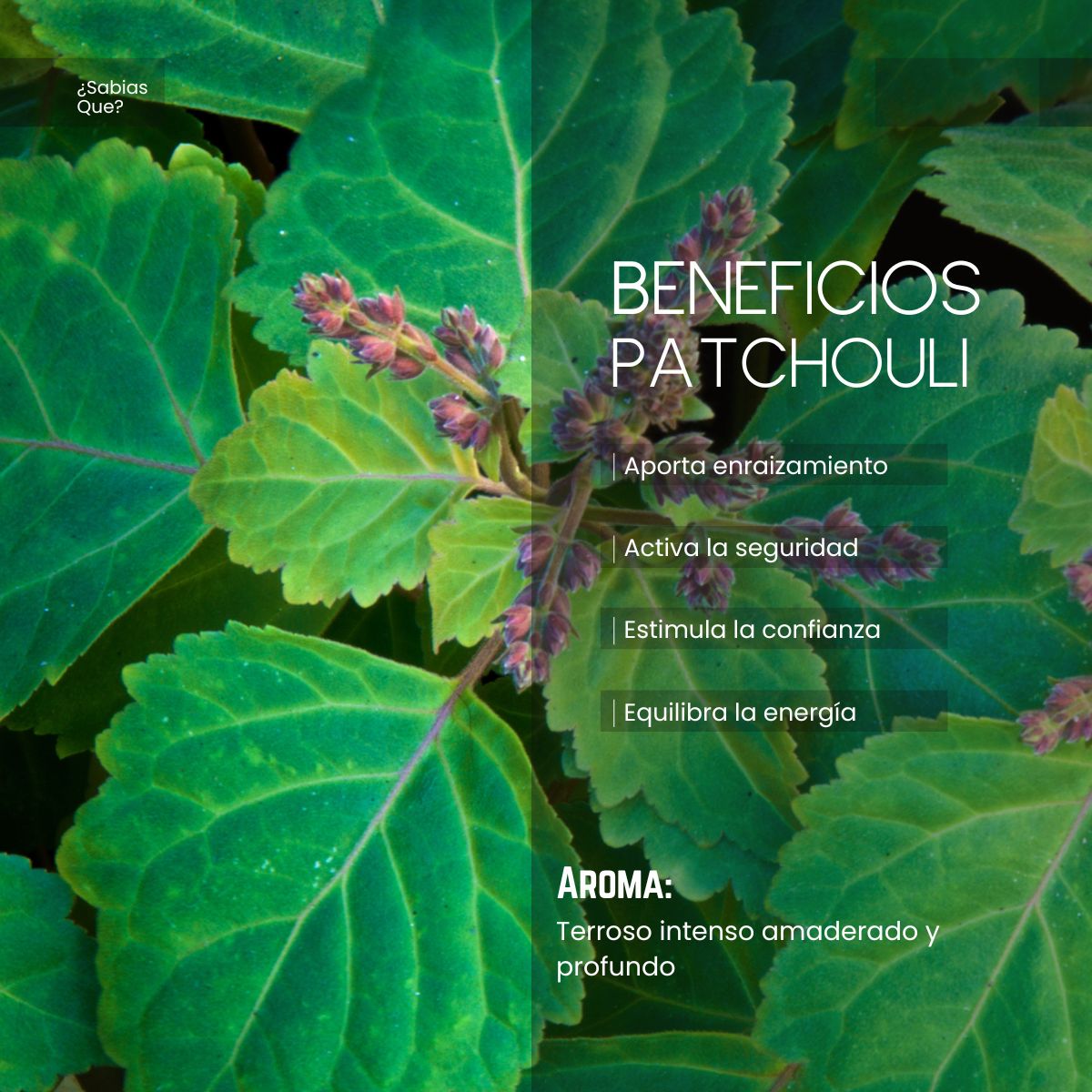Aceite Aromático de Patchouli