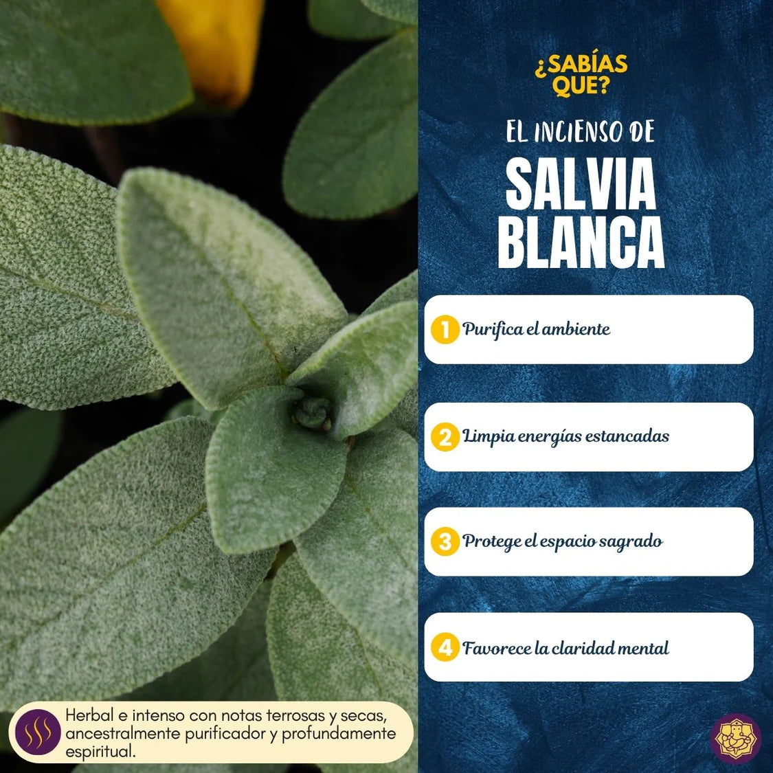 Incienso Natural Salvia Blanca Organico