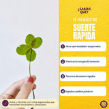 Incienso Masala Suerte Rápida